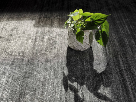 Samarth Premium Saanjh Carpet 854