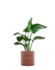 Kleo Cachepot Pot Cover Red 30 cm