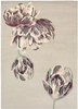 Ted Baker Tranquility Beige Carpet 56001