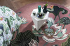 Wedgwood Waterlily Round Dusty Rose rug 038602