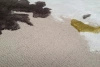Serge Lesage World Soft Grey Carpet