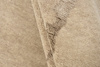 Dywan Reza’s New Age Path Beige