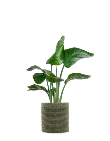 Kleo Cachepot Pot Cover Green 30 cm