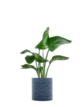 Kleo Cachepot Osłonka Na Donicę Niebieski 30 cm