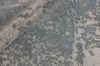 Rezas Attraction Carpet No. 3 8096