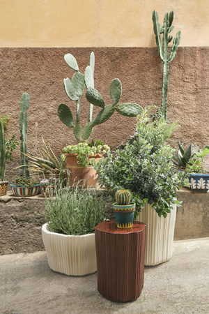 Corteza Donica Fioletowy