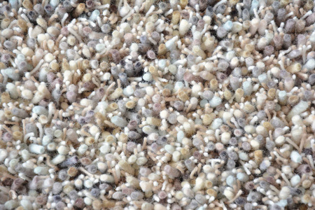 Brink&Campman Young carpet 061806