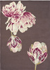 Ted Baker Tranquility Aubergine rug 56005