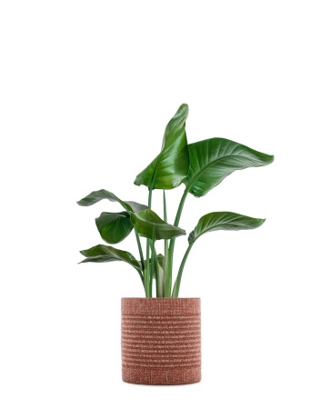 Kleo Cachepot Pot Cover Red 30 cm
