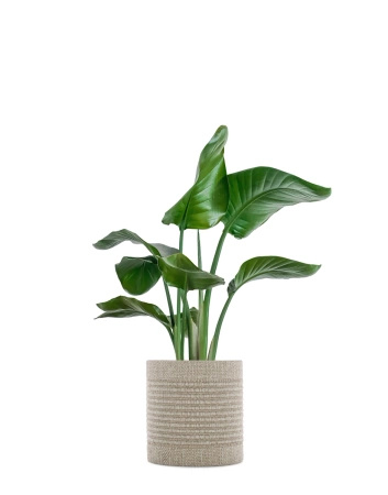 Kleo Cachepot Osłonka Na Donicę Beżowy 30 cm