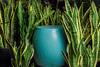 Roy Stool Blue