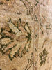 Ziegler Farahan Wool Carpet 100x153