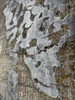 Palazzo Aura 1001 carpet