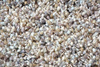 Brink&Campman Young carpet 061806