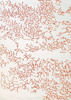 Toulemonde Bochart Nature Corail Carpet